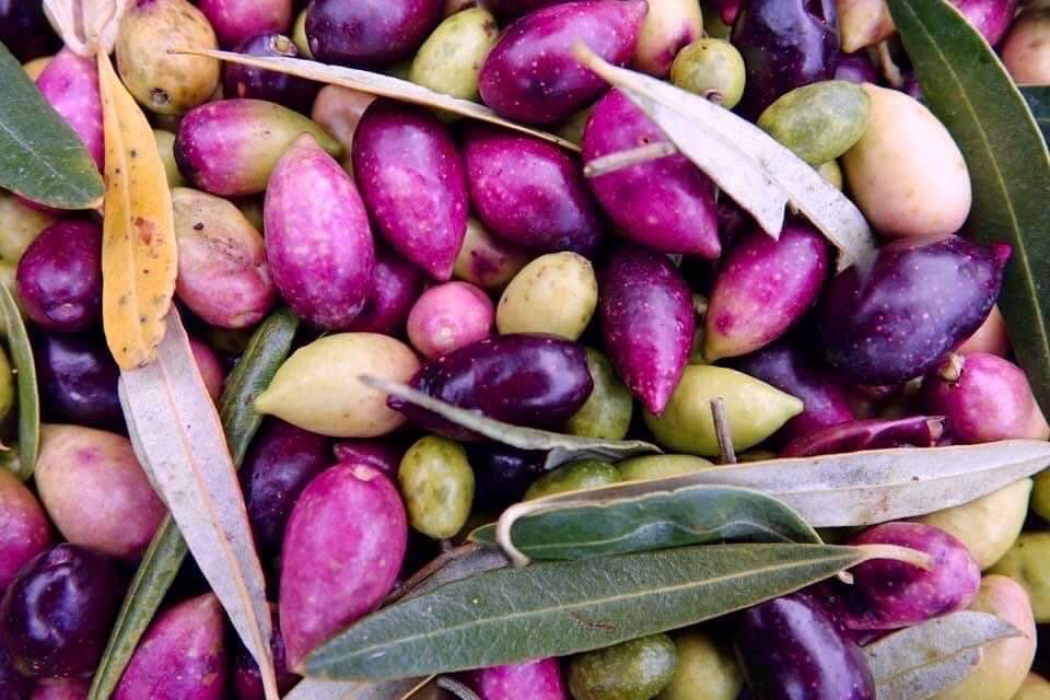 Olive Oil | Stoney Grove Olive Oil
